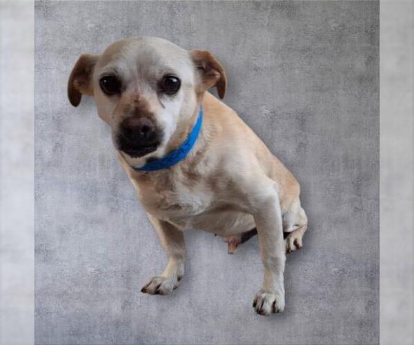 Medium Photo #1 Chihuahua Puppy For Sale in Bakersfield, CA, USA