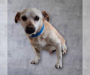 Chihuahua Dogs for adoption in Bakersfield, CA, USA