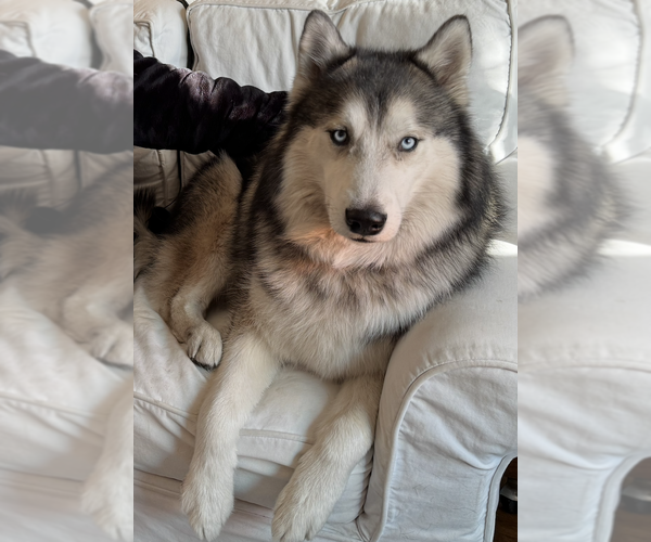 Medium Photo #3 - Mix Puppy For Sale in Dana Point, CA, USA
