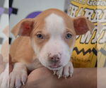 Small #1 American Staffordshire Terrier-Boxer Mix