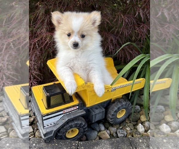 Medium Photo #1 Pomeranian Puppy For Sale in MIDDLEBURY, IN, USA