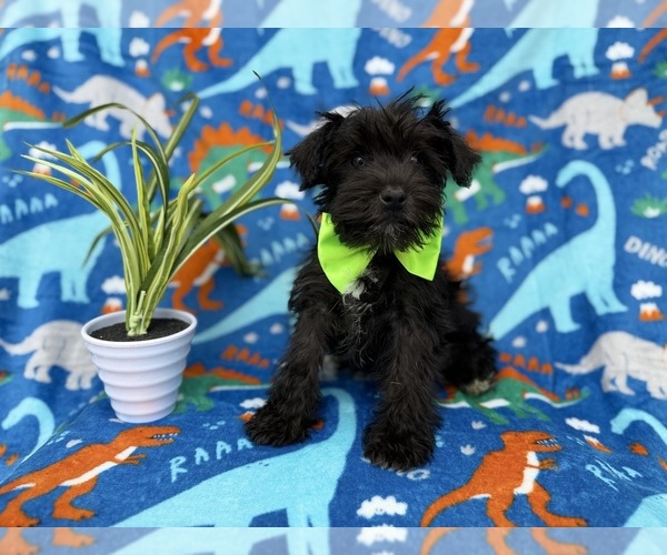 Medium Photo #2 Schnauzer (Miniature) Puppy For Sale in LAKELAND, FL, USA