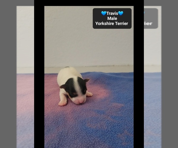 Medium Photo #2 Yorkshire Terrier Puppy For Sale in TUCSON, AZ, USA