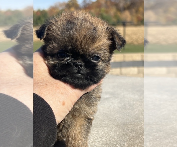 Medium Photo #2 Brussels Griffon Puppy For Sale in NILES, MI, USA