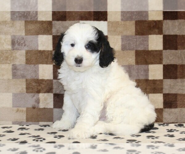 Medium Photo #1 Bernedoodle (Miniature) Puppy For Sale in DENVER, PA, USA