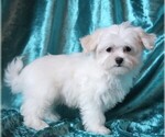 Small #3 Maltese