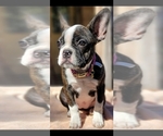 Small Photo #6 Faux Frenchbo Bulldog Puppy For Sale in SAN ANTONIO, TX, USA