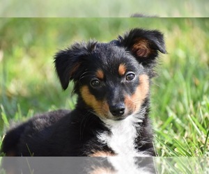 Miniature Australian Shepherd Puppy for sale in PALM COAST, FL, USA