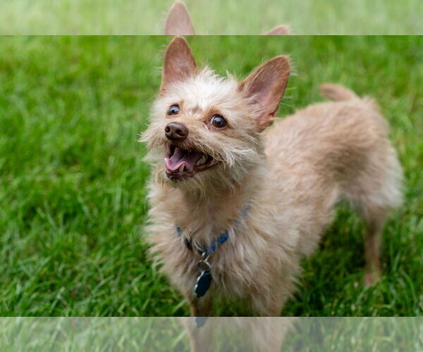 Medium Photo #3 Malchi Puppy For Sale in Princeton, MN, USA