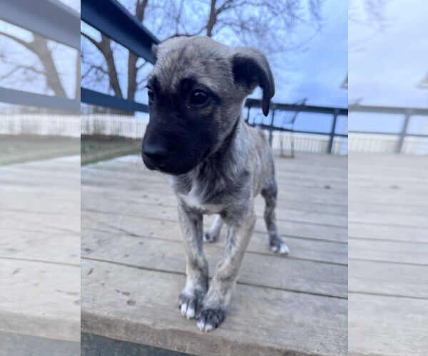 Medium Photo #13 German Shepherd Dog-Unknown Mix Puppy For Sale in Columbus, IN, USA