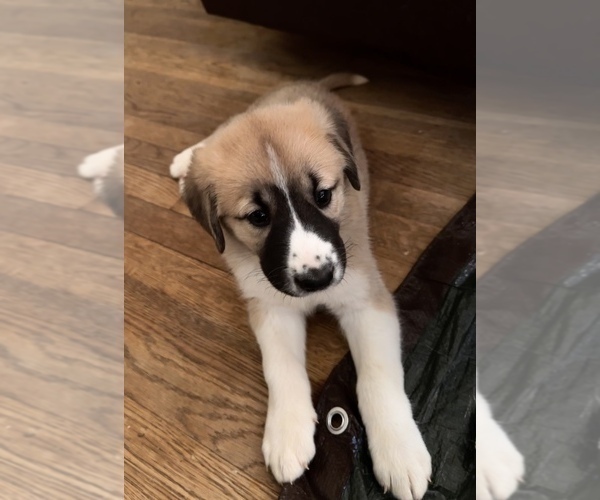 Medium Photo #1 Anatolian Shepherd Puppy For Sale in MECHANICSVILLE, VA, USA
