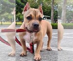 Small Photo #3 American Bully Puppy For Sale in Makati City, Metro Manila, Philippines