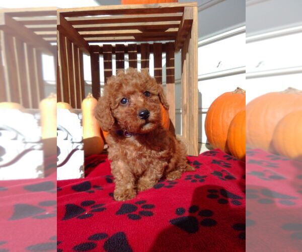Medium Photo #1 Goldendoodle (Miniature) Puppy For Sale in NARVON, PA, USA