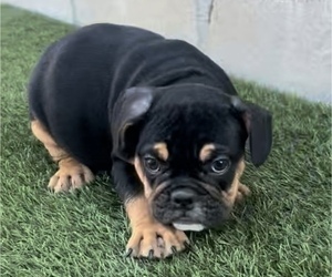 English Bulldog Puppy for sale in SAN FRANCISCO, CA, USA