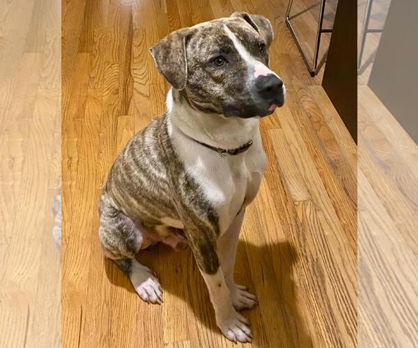 Medium Photo #4 Mutt Puppy For Sale in Bellevue, WA, USA