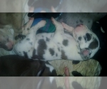 Small Photo #24 Great Dane Puppy For Sale in HOWARD CITY, MI, USA