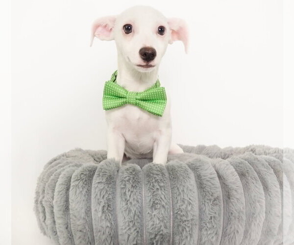 Medium Photo #5 Chihuahua-Unknown Mix Puppy For Sale in Phoenix, AZ, USA