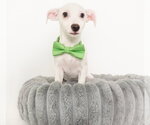 Small #4 Chihuahua Mix