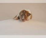 Small Photo #4 Collie Puppy For Sale in PILOT, VA, USA