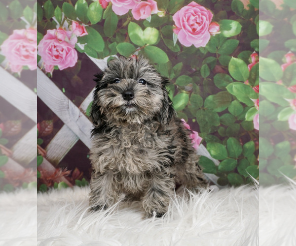 Medium Photo #2 Schnoodle (Miniature) Puppy For Sale in WARSAW, IN, USA