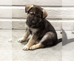 Small #7 German Shepherd Dog