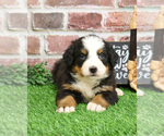 Small #10 Bernese Mountain Dog