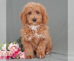 Small #5 Poodle (Miniature)