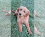 Small Photo #20 Goldendoodle (Miniature) Puppy For Sale in SYRACUSE, IN, USA