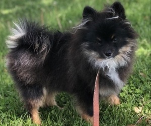 Father of the Pomeranian puppies born on 05/05/2022