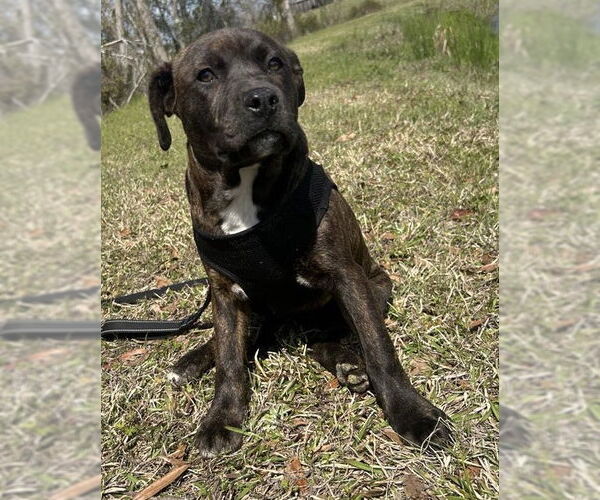 Medium Photo #2 Bulldog-Labrador Retriever Mix Puppy For Sale in Tarrytown, GA, USA