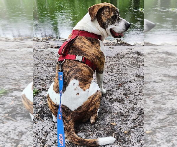 Medium Photo #11 American Staffordshire Terrier-Boxer Mix Puppy For Sale in Myrtle Beach, SC, USA