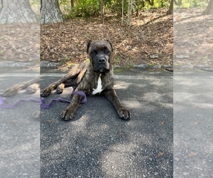 Cane Corso Puppy for sale in FAIRBURN, GA, USA