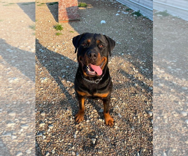 Medium Photo #6 Rottweiler Puppy For Sale in Foristell, MO, USA