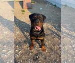 Small #5 Rottweiler