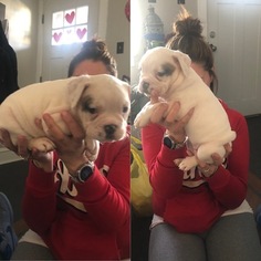 Olde English Bulldogge Puppy for sale in GLOUCESTER CITY, NJ, USA