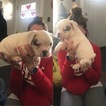 Small Photo #1 Olde English Bulldogge Puppy For Sale in GLOUCESTER CITY, NJ, USA
