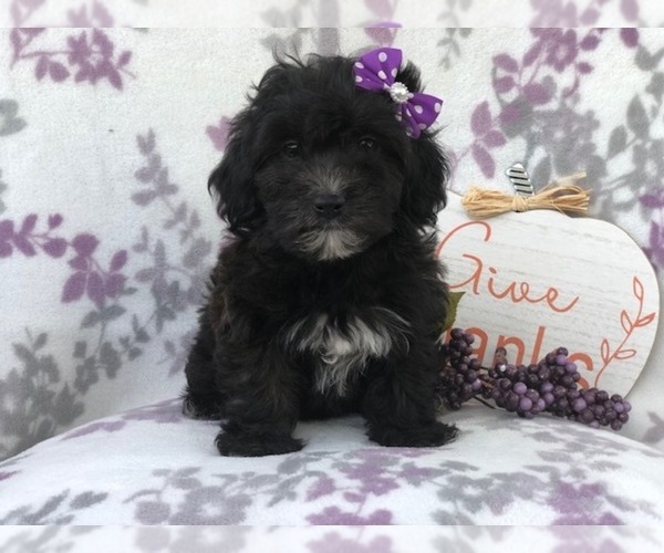 Medium Photo #8 Shih-Poo Puppy For Sale in LAKELAND, FL, USA