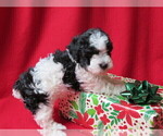 Small Photo #8 Poovanese Puppy For Sale in SHELBY, OH, USA