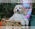 Puppy Snoopy Goldendoodle