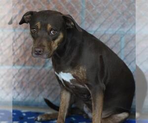Labrador Retriever-Unknown Mix Dogs for adoption in San Antonio, TX, USA