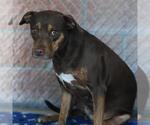 Small Labrador Retriever Mix