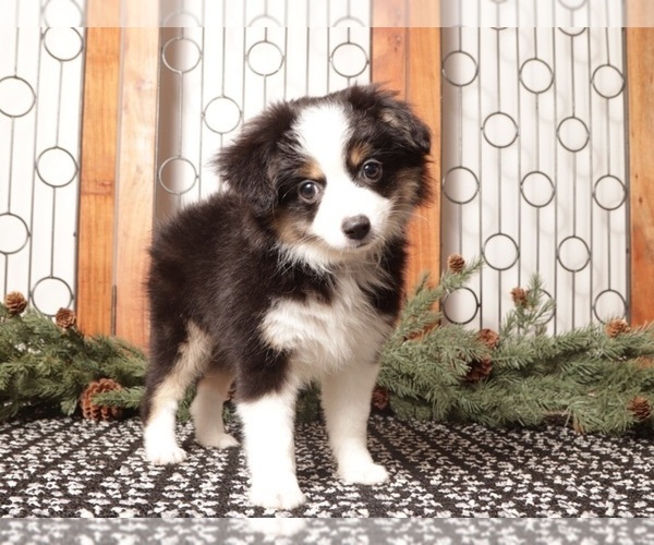 Medium Photo #2 Miniature Australian Shepherd Puppy For Sale in NAPLES, FL, USA