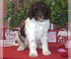 Miniature Bernedoodle-Poodle (Miniature) Mix Puppy for sale in HUTCHINSON, KS, USA
