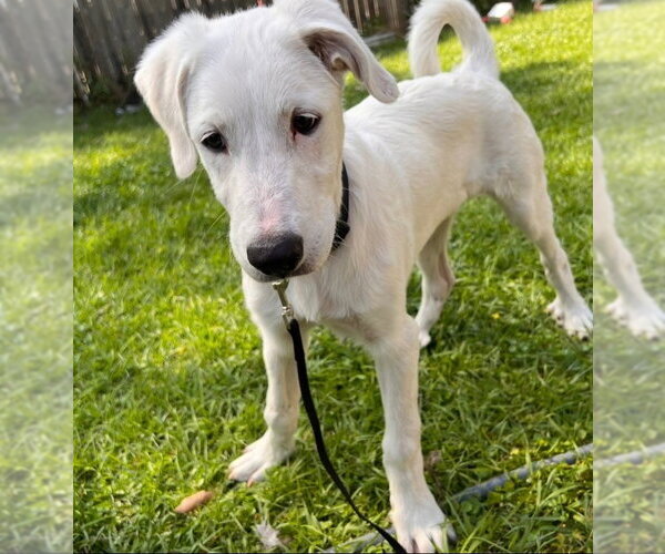 Medium Photo #3 Great Pyrenees Puppy For Sale in Spring, TX, USA