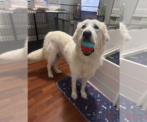 Great Pyrenees Dogs for adoption in Houston, TX, USA