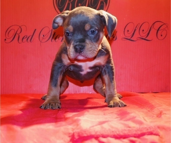 Medium Photo #2 American Bully Puppy For Sale in TRENTON, NJ, USA