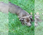 Small #6 American Staffordshire Terrier-Labrador Retriever Mix