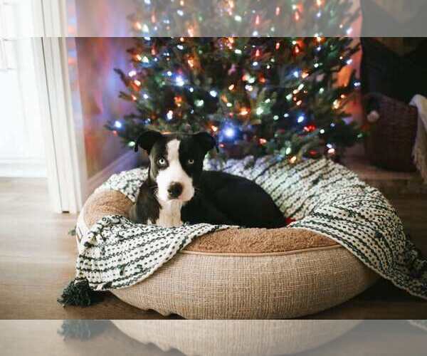 Medium Photo #1 American Staffordshire Terrier-Huskies  Mix Puppy For Sale in La Verne, CA, USA