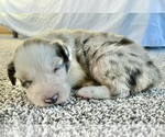 Small #3 Australian Shepherd