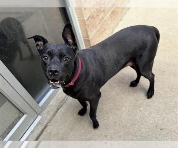 Medium Photo #1 Bullboxer Pit Puppy For Sale in Aurora, IL, USA